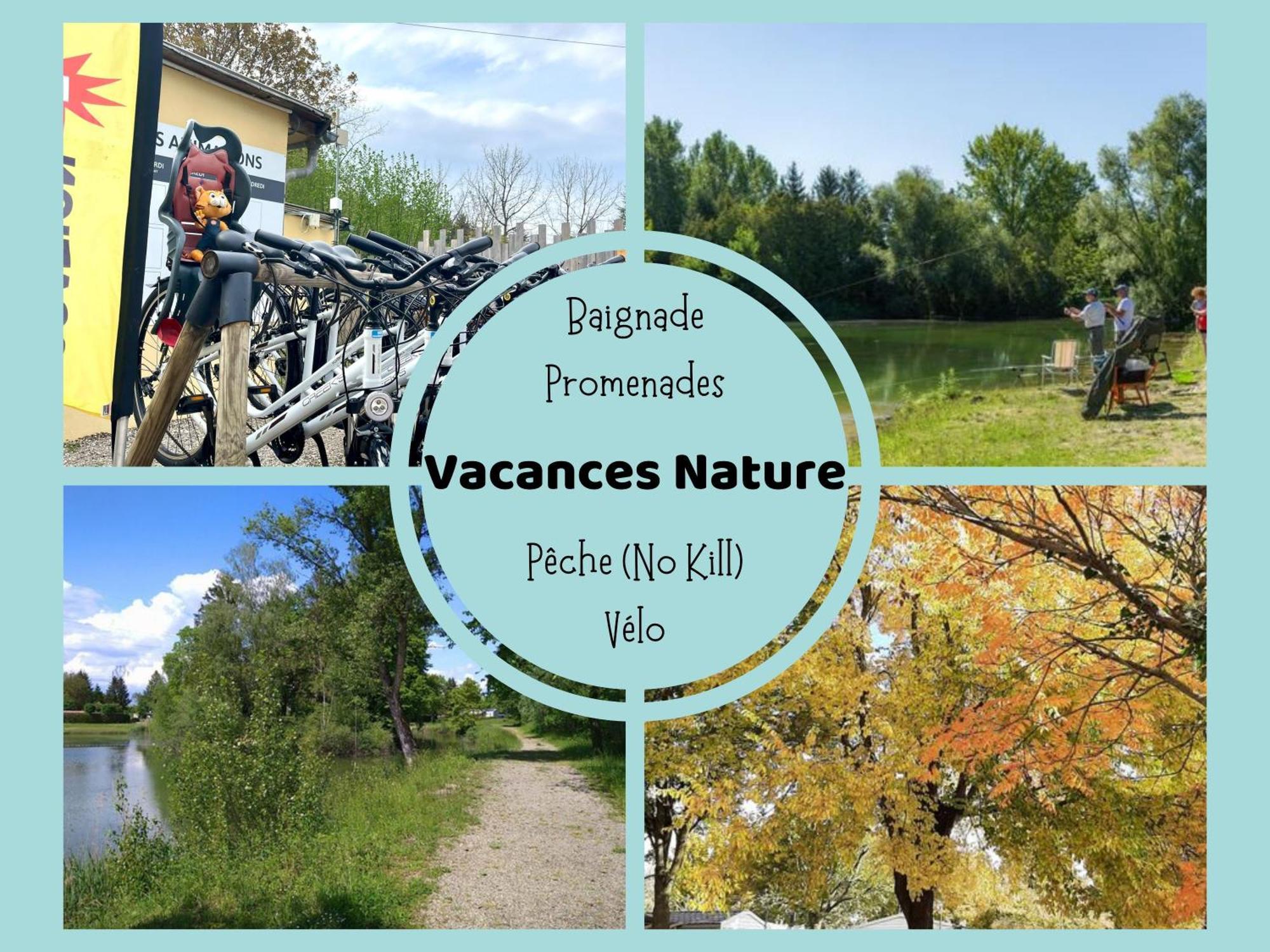 Les Pinots D'Alsace - 3 Bungalows Climatises Avec Tv - Proche Europa Park Boofzheim Bagian luar foto